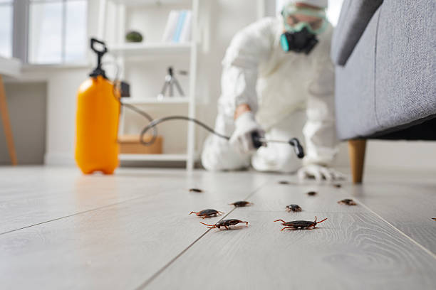 Commercial Kitchen Cockroach Control in South Wenatchee